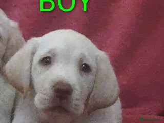 Labrador Retriever dogs LABRADOR PUPPIES ✨ CHAMPAGNE✨ - Advert 12