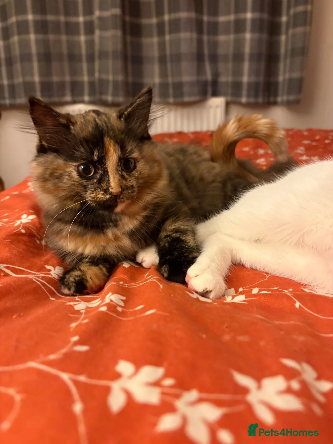 British Longhair cats for sale: Female Tortoiseshell Kitten  - Advert 2