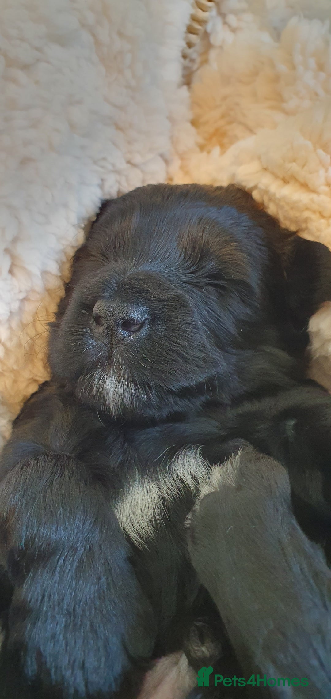 Australian Labradoodle dogs for sale: Health-tested Australian Labradoodle puppies - Image 22