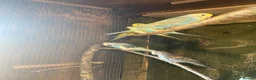 Budgerigars birds for sale: Baby budgies  - Advert 10