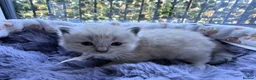 Ragdoll cats for sale: 4 beautiful Ragdoll kittens  - Advert 6