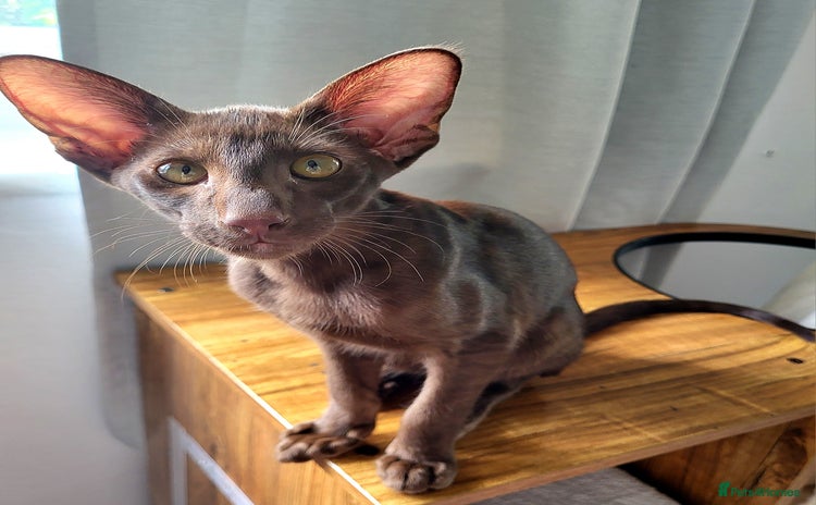 Oriental cats in Salford - Advert 1