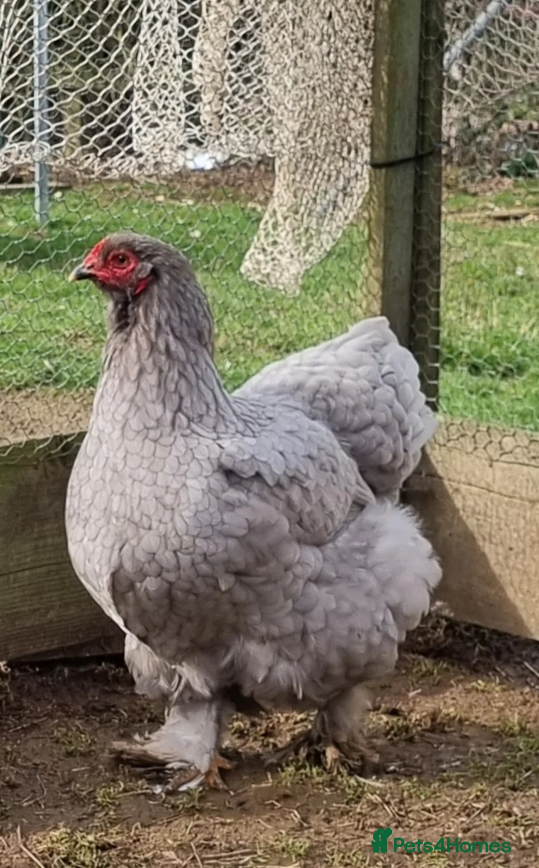 Chickens poultry for sale: Mixed Giant Brahma Hatching Eggs - Advert 2