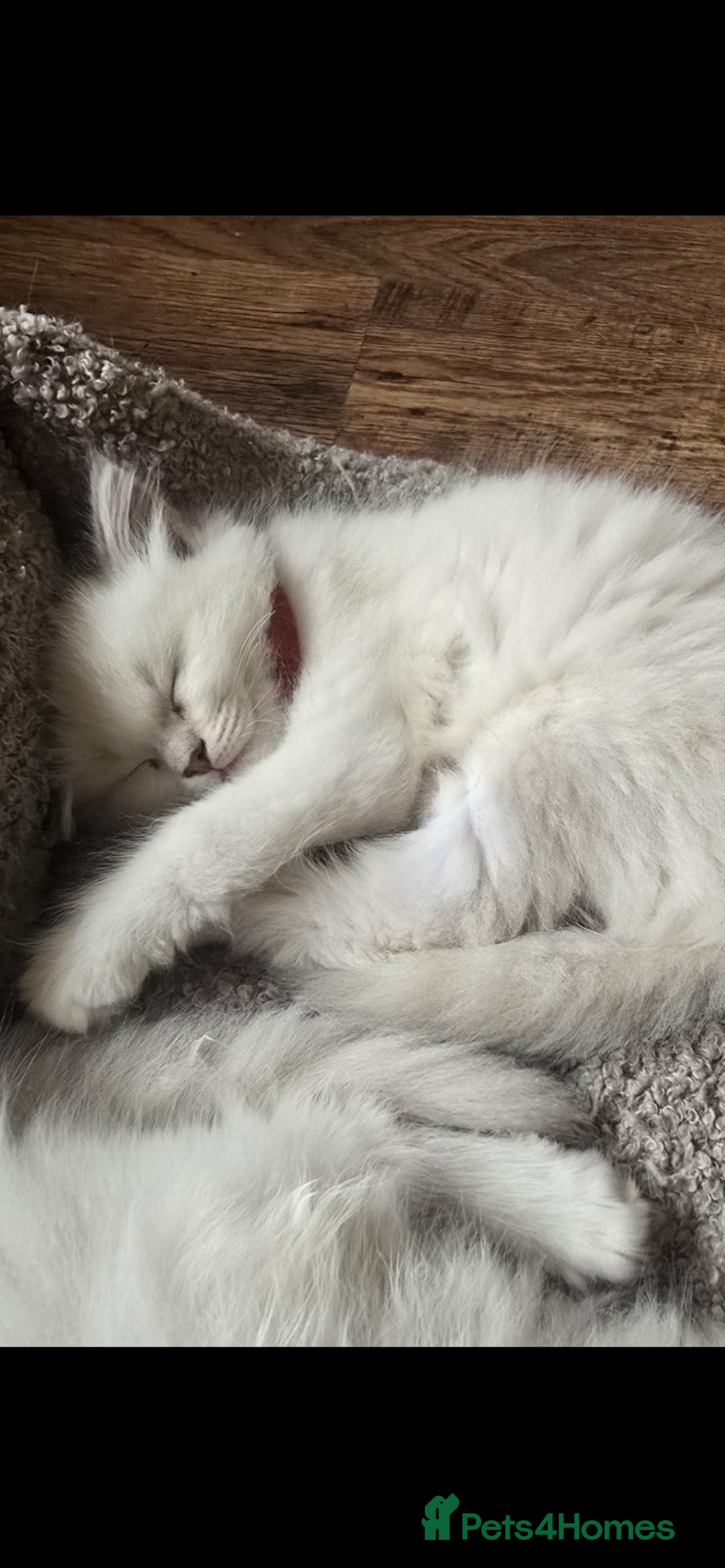 Ragdoll cats for sale: 2 female lilac ragdoll kittens 10 weeks old  - Advert 2