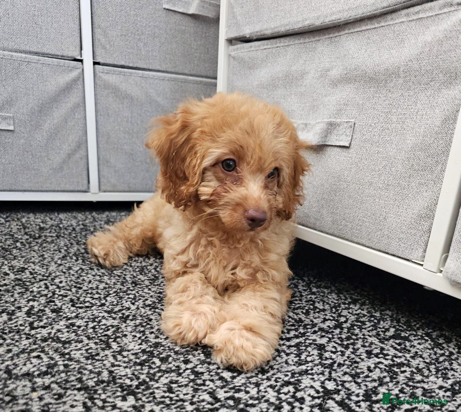 Cavapoo dogs Beautiful Cavapoo Puppies  - Advert 2