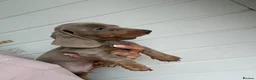 Miniature Dachshund dogs for sale: Miniature Dachshund puppies  - Advert 6