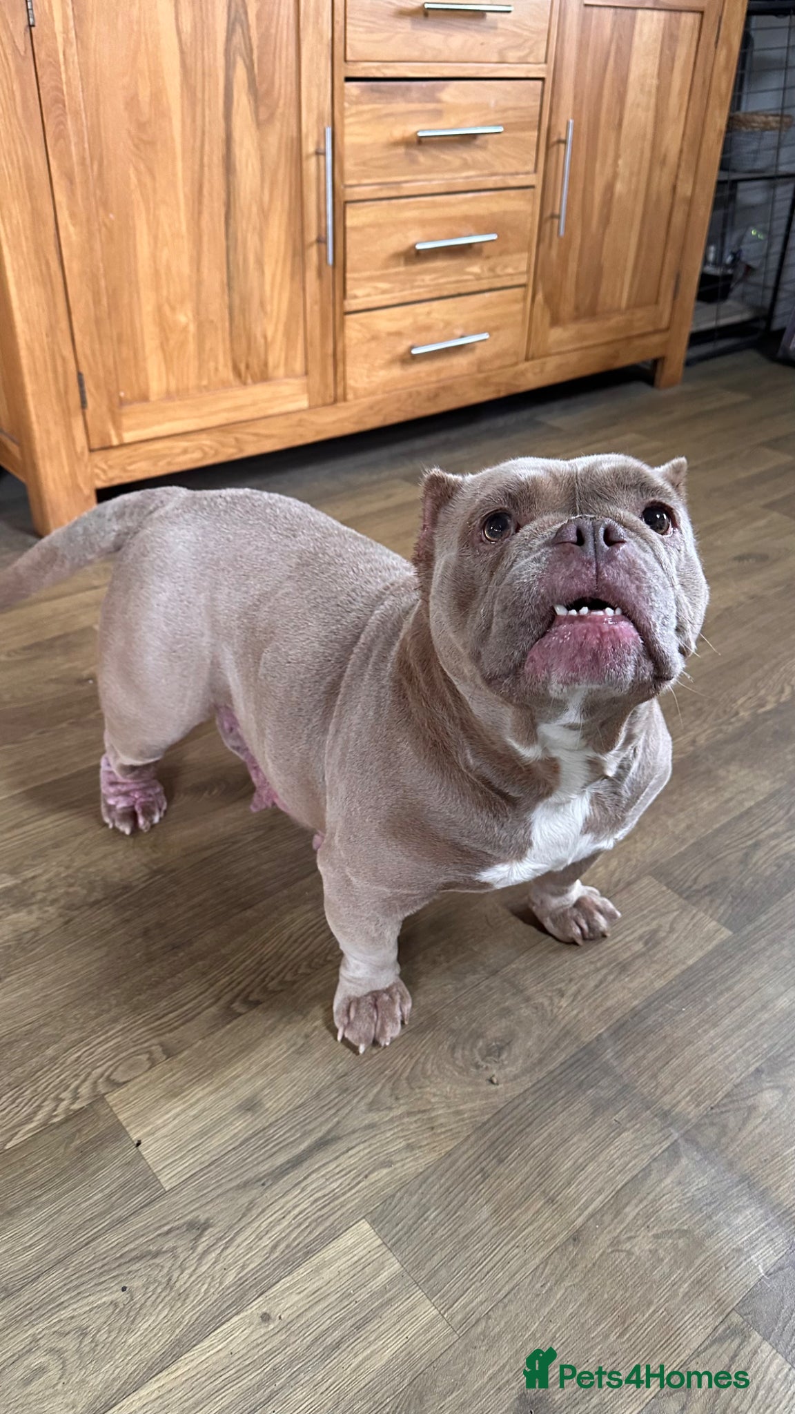 American Bully dogs Exotic Bulldog - Advert 2