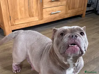 American Bully dogs Exotic Bulldog - Advert 2