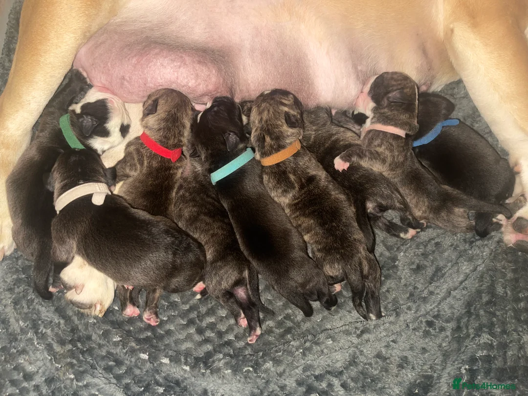 Mixed Breed dogs for sale: Old Tyme English bulldog x  - Advert 2