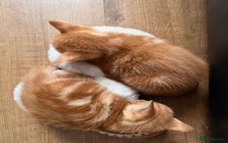 Mixed Breed cats for sale: 2 girls tabby and 2 boys gingers ragdoll tabby mix - Image 5