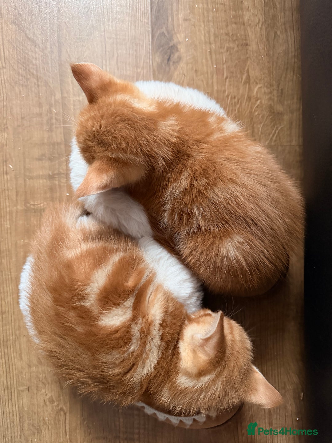 Mixed Breed cats for sale: 2 girls tabby and 2 boys gingers ragdoll tabby mix - Image 5