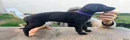 Lurcher dogs for sale: Lurcher Puppies. 5 boys and 1 girl left - Advert 10