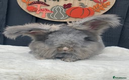 Angora rabbits for sale: Angora max faced bunny  - Image 3