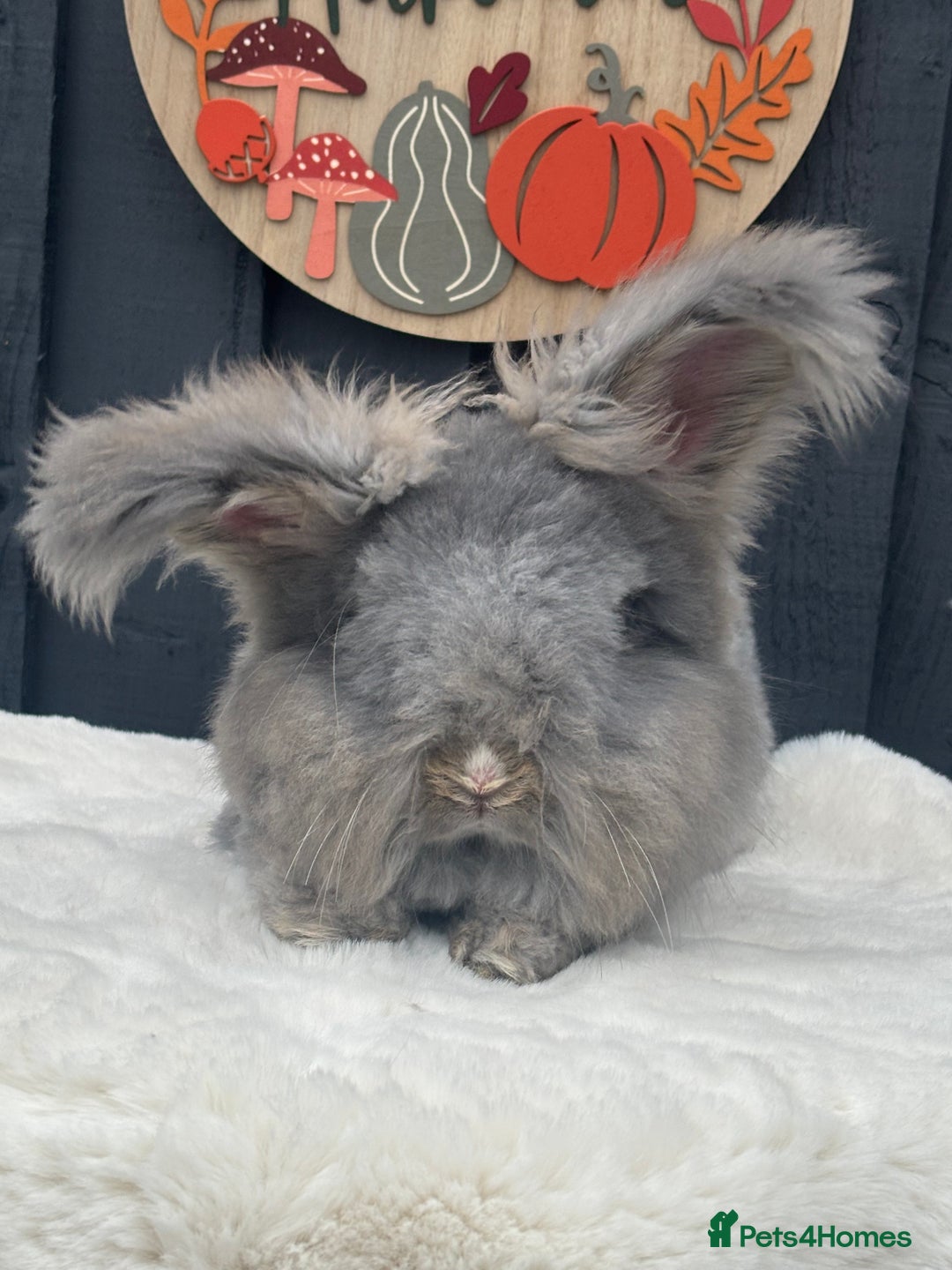 Angora rabbits for sale: Angora max faced bunny  - Image 3
