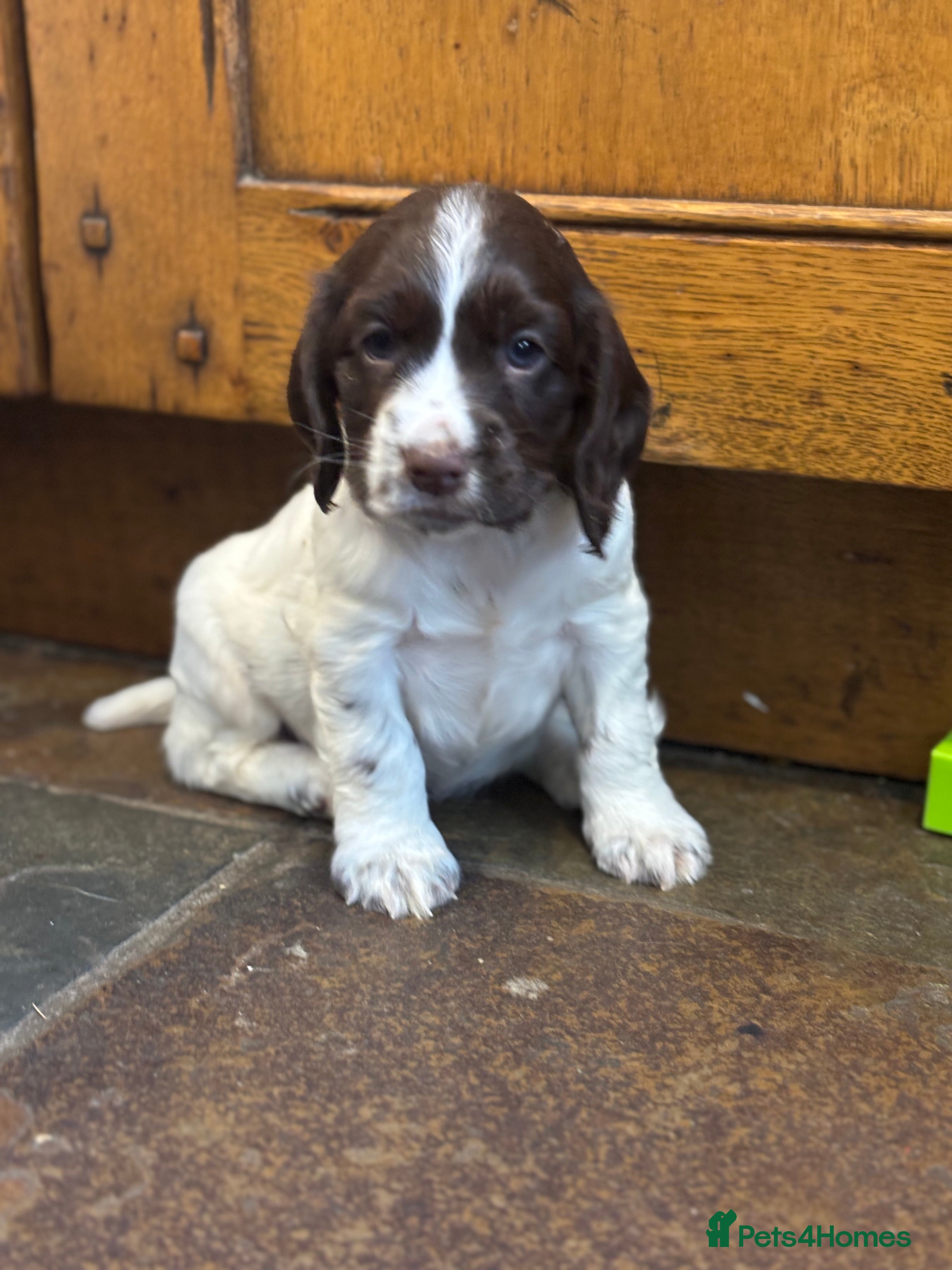 Cocker Spaniel dogs READY NOW lovely cocker spaniel pups  - Advert 17