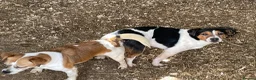 Jack Russell dogs for sale: READY NOW  JR pups  - Advert 4