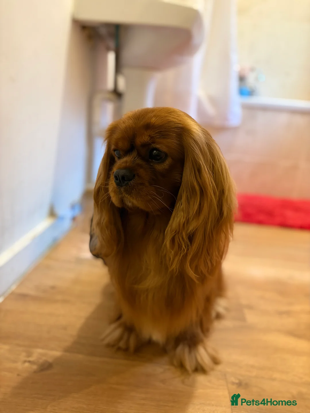 Cavalier King Charles Spaniel dogs for stud: KC Reg Health Tested Proven Cavalier King Charles - Advert 2