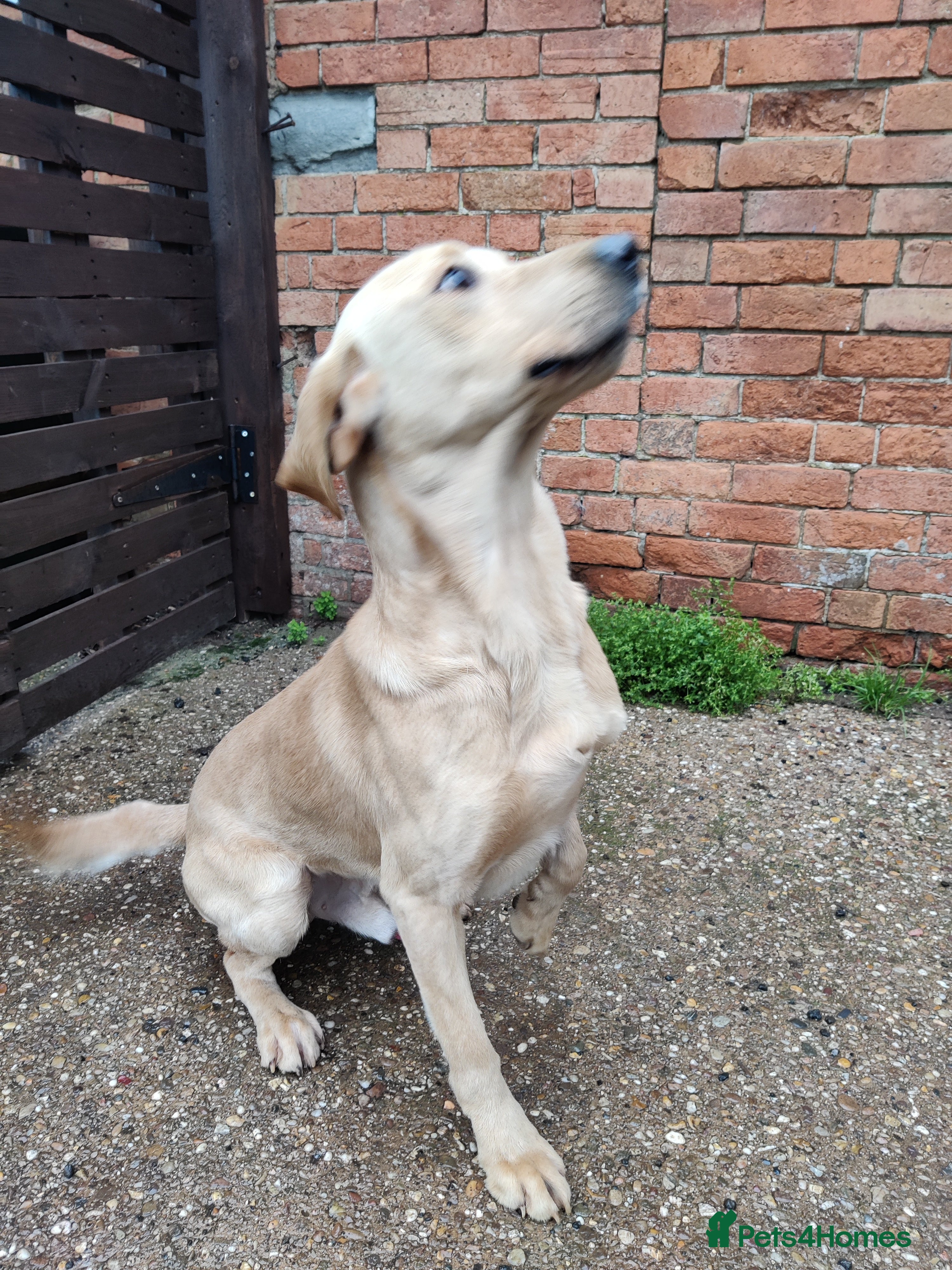 Labrador Retriever dogs Charming Male Labrador - Advert 1