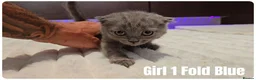 Scottish Fold cats for sale: Scottish Fold & Scottish Straight Kittens  🐾 - Advert 4