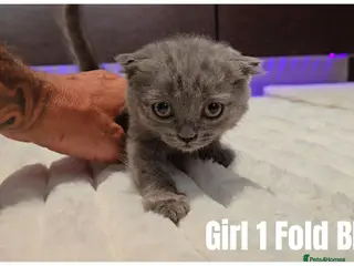 Scottish Fold cats Scottish Fold & Scottish Straight Kittens 🐾 - Advert 4