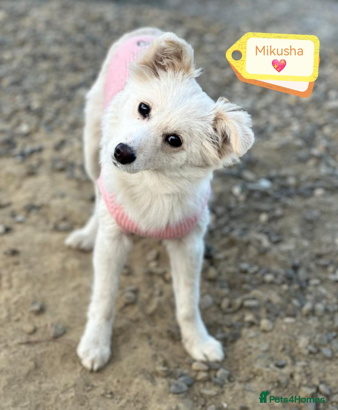 Mixed Breed dogs for adoption: 💖🐶 BESSY & MIKUSHA 💖🐶 - Advert 2