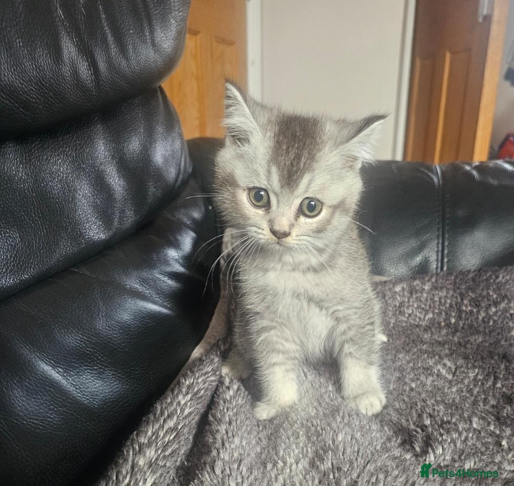 Scottish Fold cats Beautiful Scottish fold/straight kittens  - Advert 2