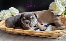 English Bulldog dogs for sale: Outstanding English, bulldog puppies - Image 6