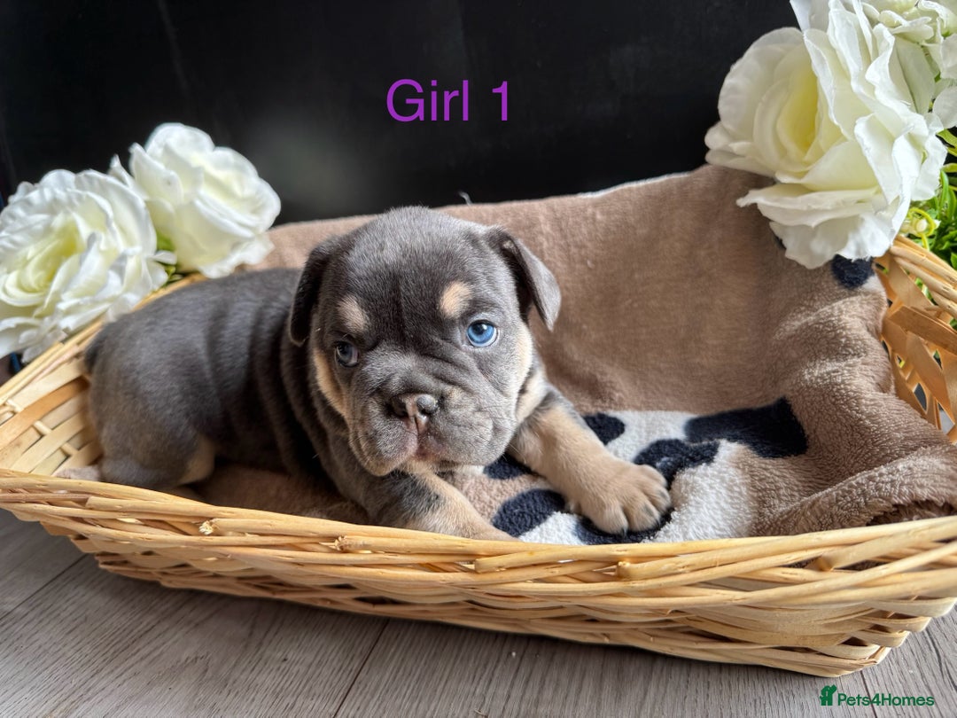 English Bulldog dogs for sale: Outstanding English, bulldog puppies - Image 6