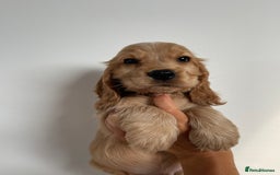 Cocker Spaniel dogs for sale: KC SHOW COCKER SPANIELS READY NOW - Image 7
