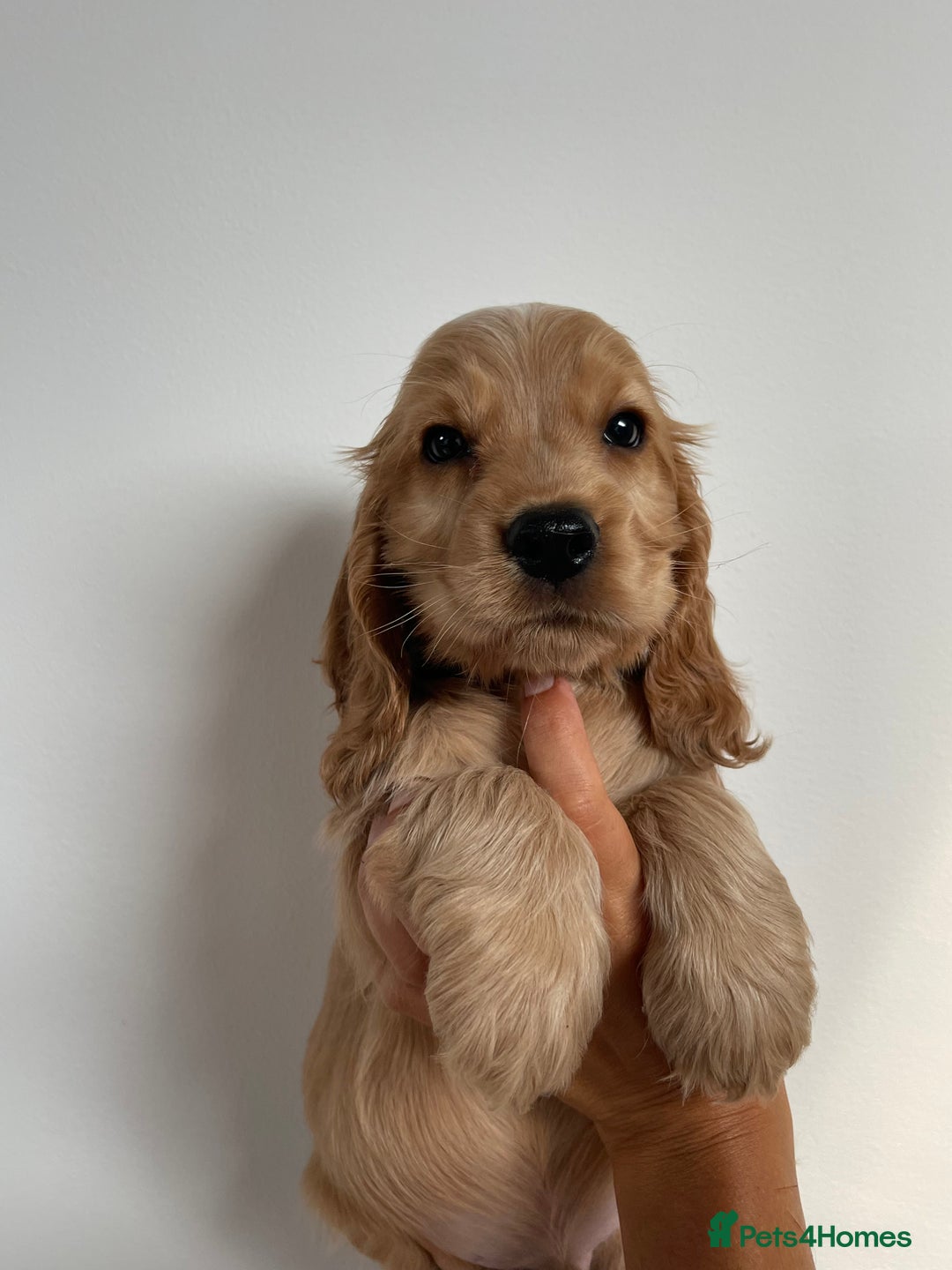 Cocker Spaniel dogs for sale: KC SHOW COCKER SPANIELS READY NOW - Image 7