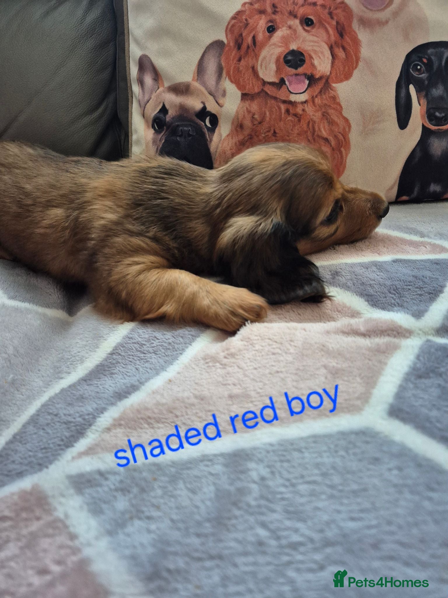 Dachshund dogs  Stunning Miniature longhaired dachshund puppies  - Advert 2