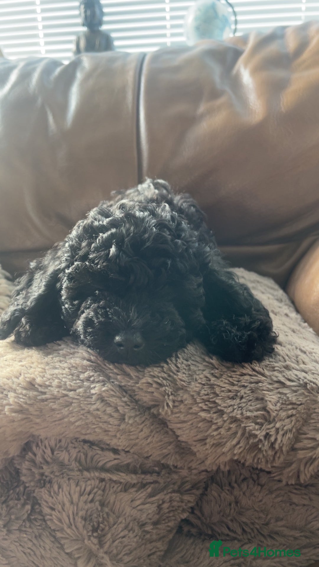 Cockapoo dogs for sale: Female cockerpoo - Image 2