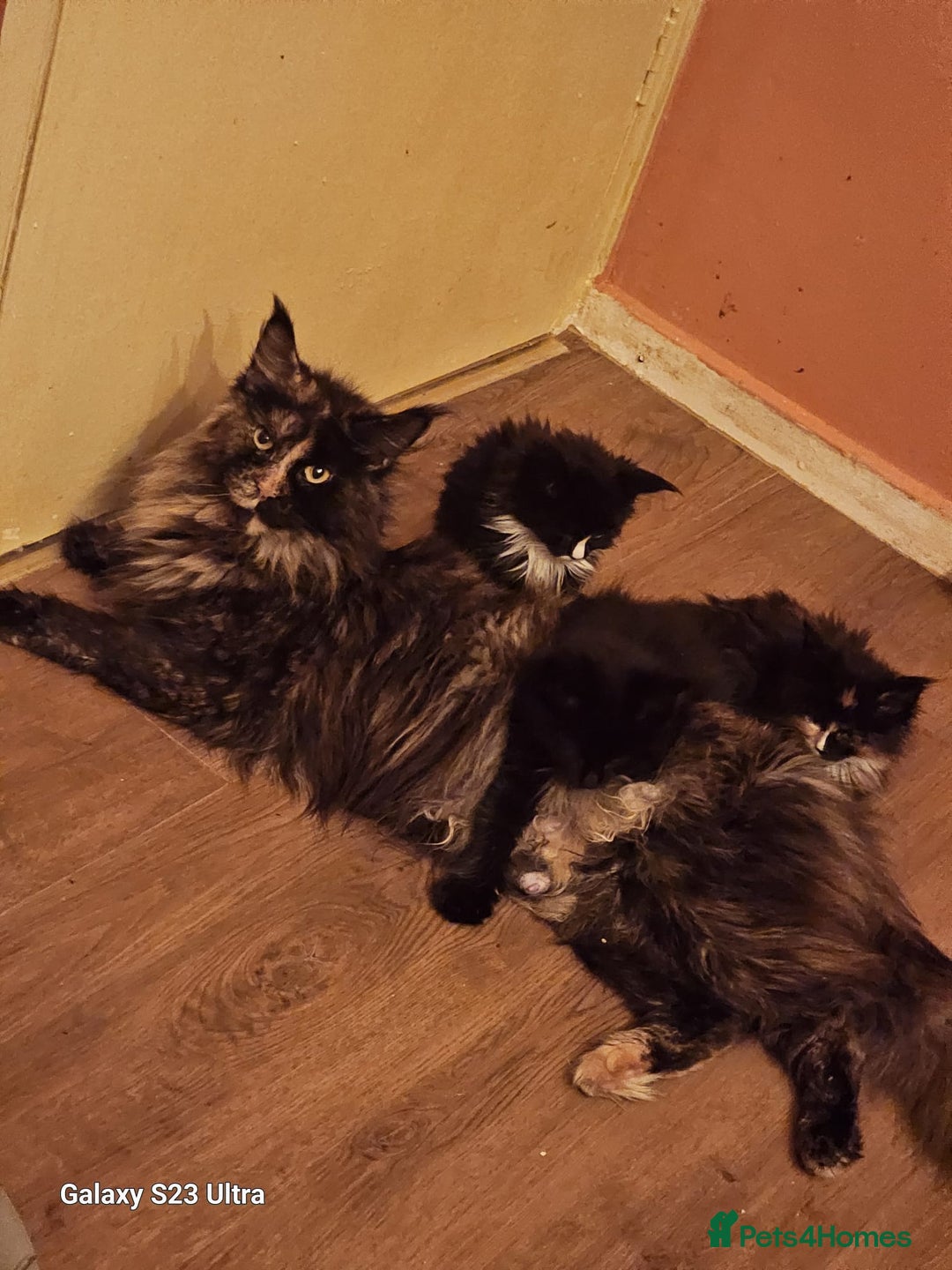 Maine Coon cats for sale: Beautiful Maine Coons kittens - Advert 17