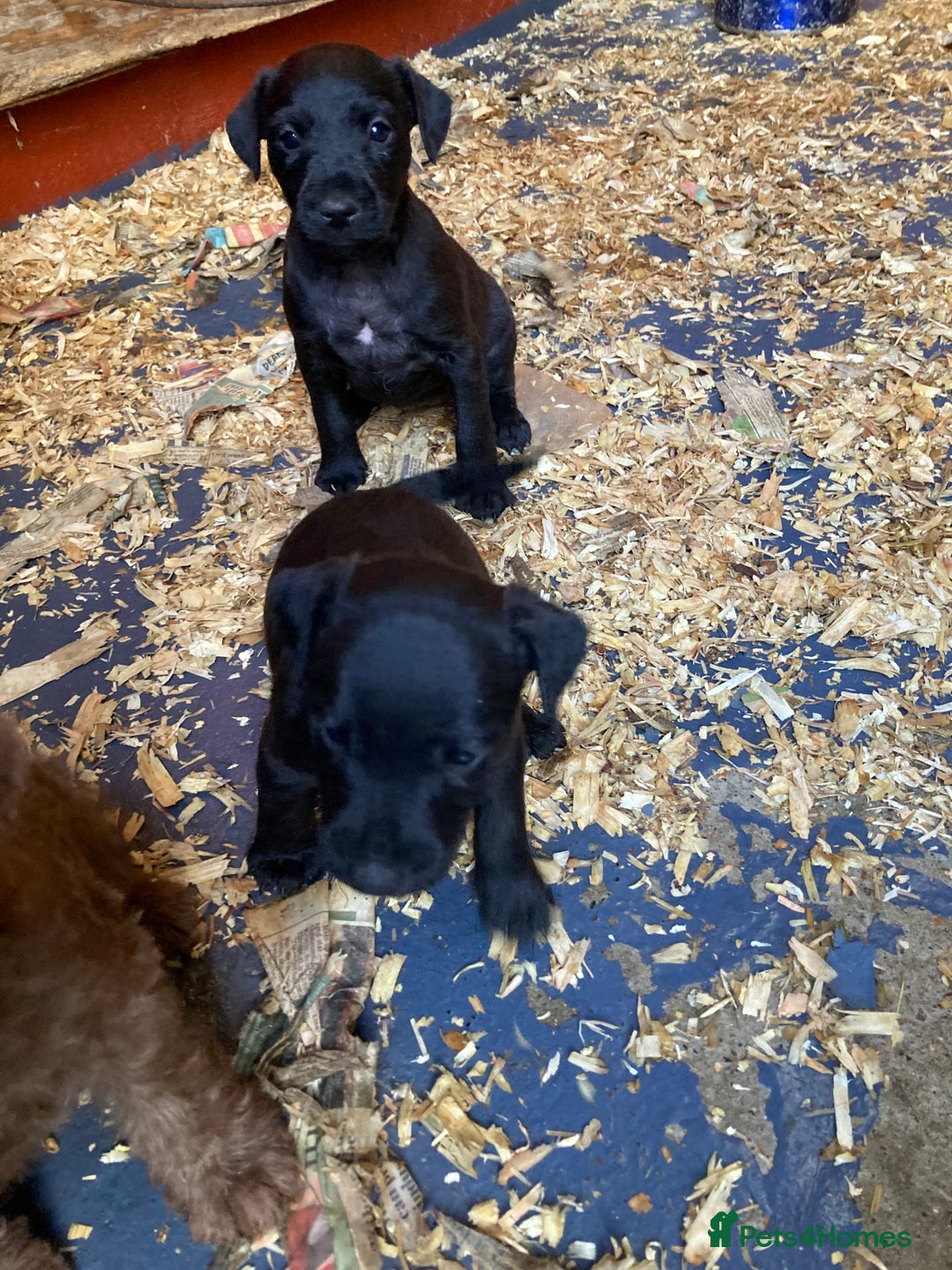 Patterdale Terrier dogs for sale: Working bred pups for sale  - Advert 6