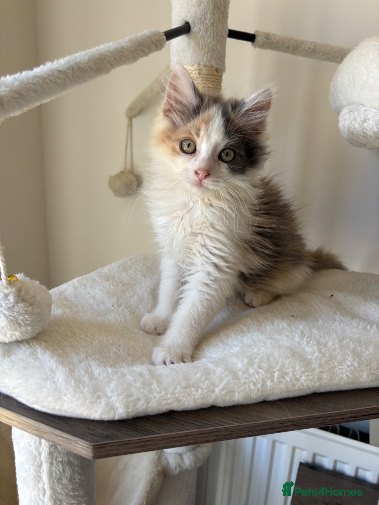 Mixed Breed cats Dilute calico female stunning ready now  - Advert 1