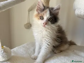 Mixed Breed cats Dilute calico female stunning ready now - Advert 1