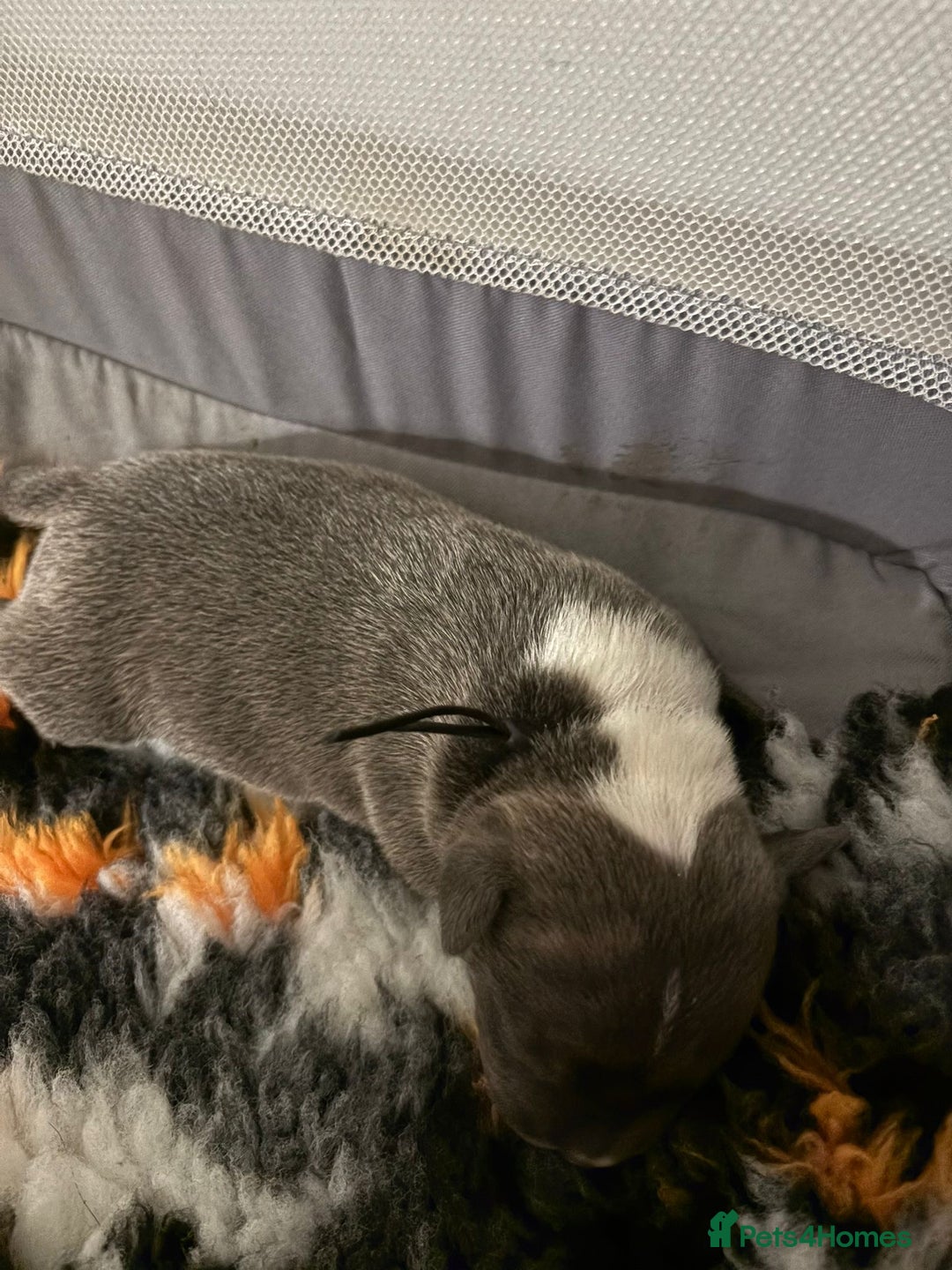 Staffordshire Bull Terrier dogs for sale: Adorable puppies  - Advert 8