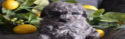 Miniature Poodle dogs for sale: Miniature poodles - Advert 11