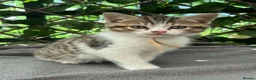 British Shorthair cats for sale:  britishshort x kittens - Advert 18