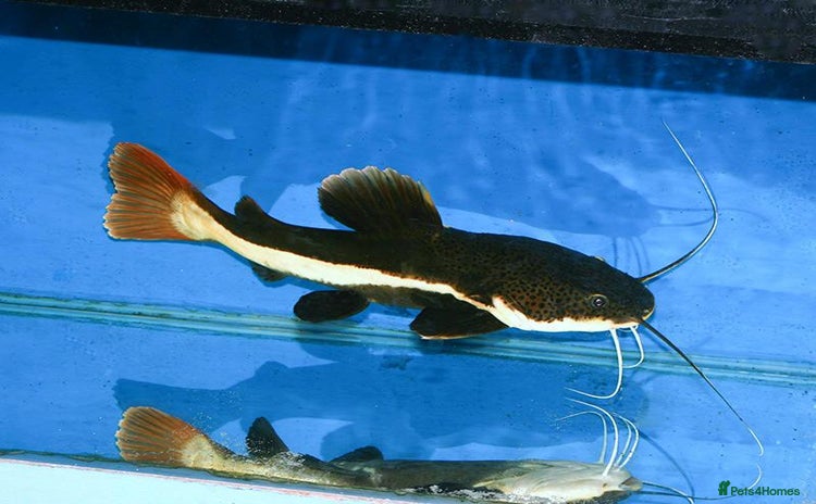 Catfish fish Red tail catfish - Advert 9