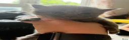 Mixed Breed cats for sale: 6 kittens  - Advert 14