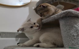 Scottish Fold cats for sale: British short hair x Scottish fold kittens in Romford - Image 6