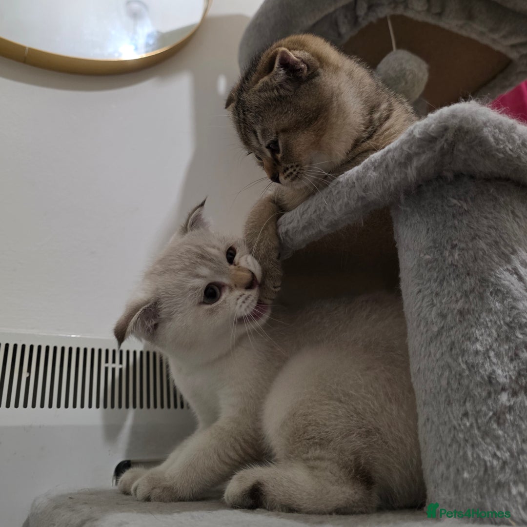 Scottish Fold cats for sale: British short hair x Scottish fold kittens in Romford - Image 6