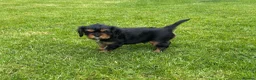 Cavalier King Charles Spaniel dogs for sale: Cavalier King Charles Spaniel Puppies - Advert 13