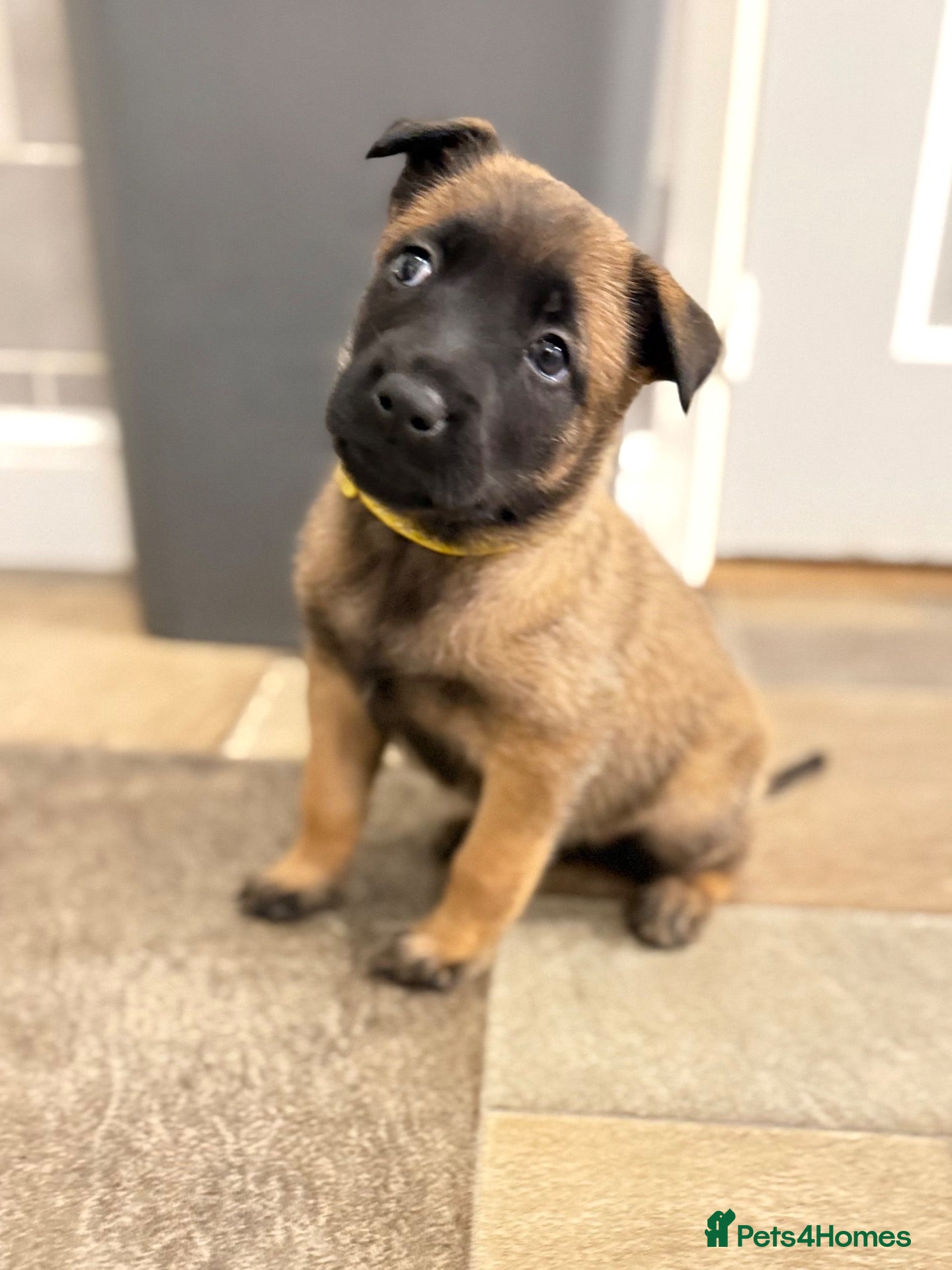 Belgian Shepherd Dog dogs Only 3 KC Belgian Malinois Pups Left! 🐾 - Advert 1