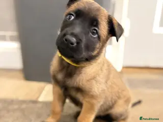 Belgian Shepherd Dog dogs Only 3 KC Belgian Malinois Pups Left! 🐾 - Advert 1