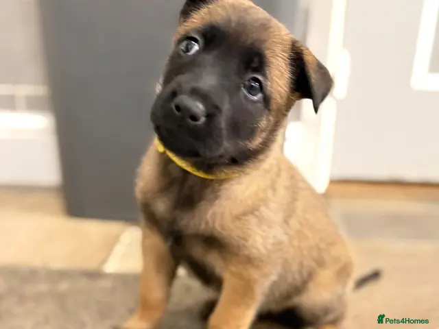 Belgian Shepherd Dog dogs Only 2 KC Belgian Malinois Pups Left! 🐾 - Advert 1