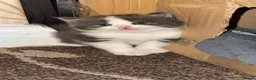 Mixed Breed cats for sale: 2 MALE BLACK LONG HAIRED FLUFFY KITTENS LEFT💘 - Advert 24