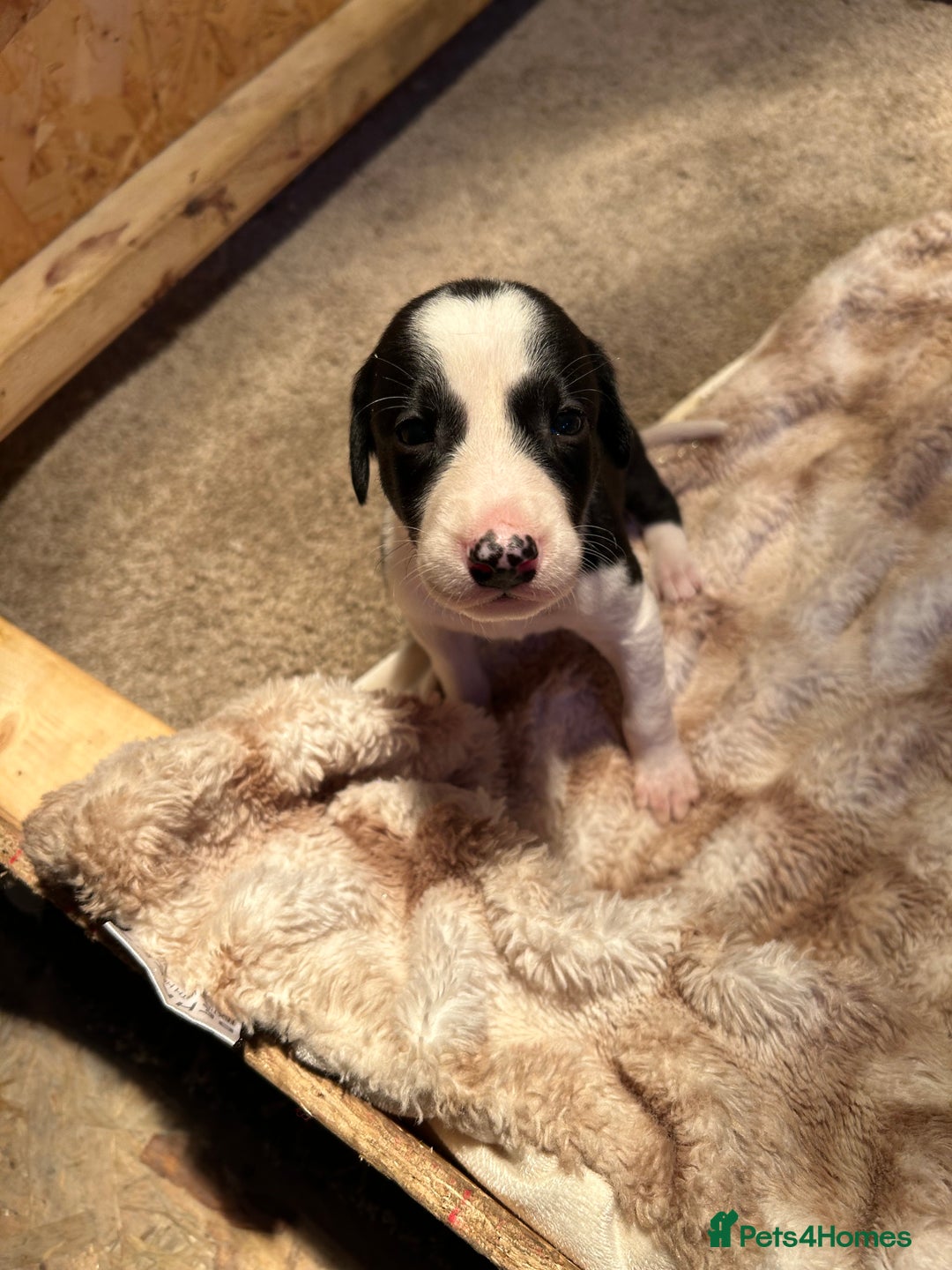 Mixed Breed dogs for sale: Saluki/bull grey hounds - Advert 10
