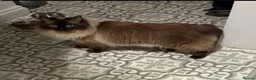 Ragdoll cats for sale: Ragdoll Liliac  - Advert 24